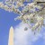 Cherry Blossom time in DC!