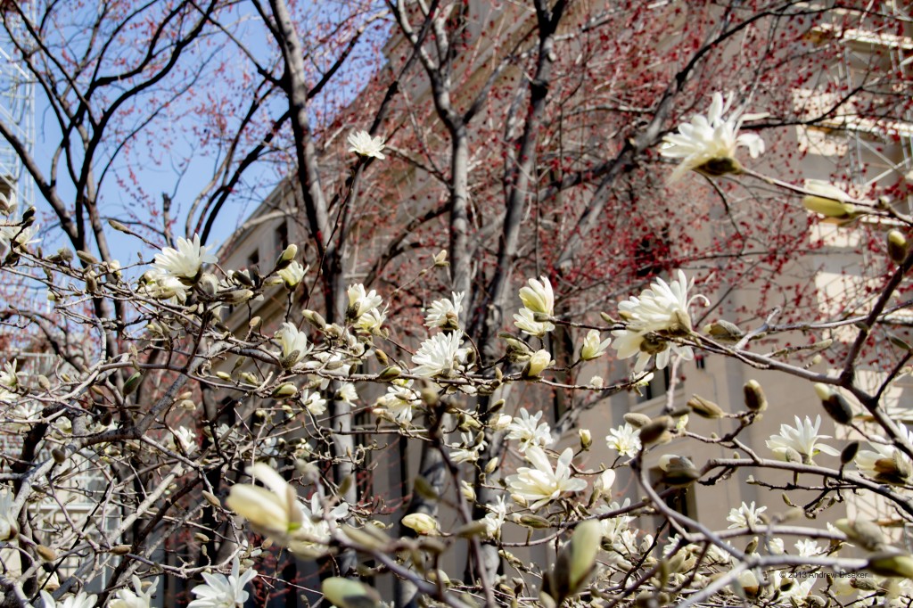 White flowers and red tree buds