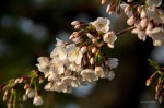 Some more cherry blossoms, 2013