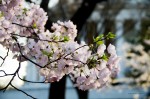 As promised, more cherry blossoms…