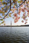 DC Sakura Matsuri 2013: Tidal Basin Morning